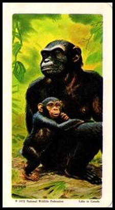 72BBATY 8 Chimpanzee